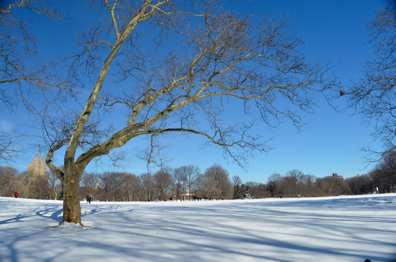 Illustration for article titled Central Park: After the Storm